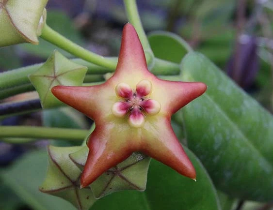 hoya cv.optimistic