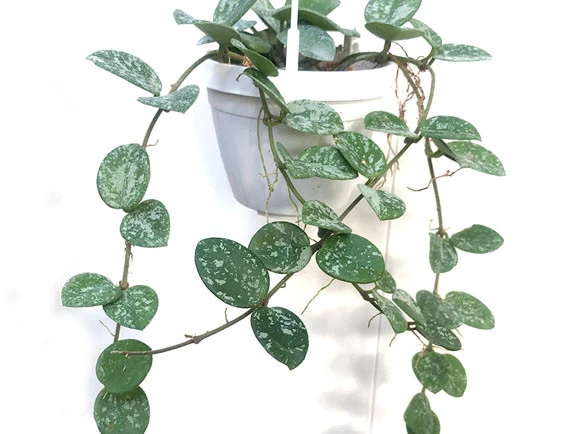 hoya cv.mathide splash leaf