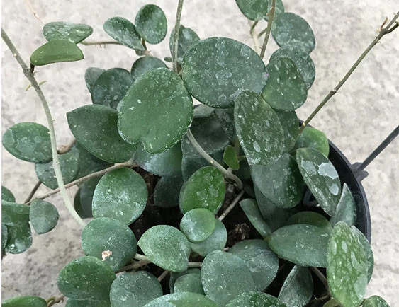 hoya cv.mathide