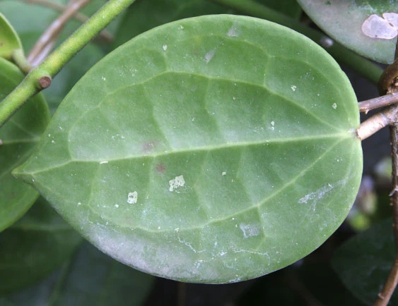 hoya cv.BP01