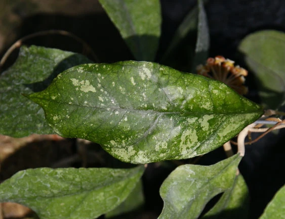 hoya chicken farm