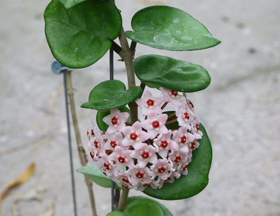 hoya carnosa krinkle 8 seed