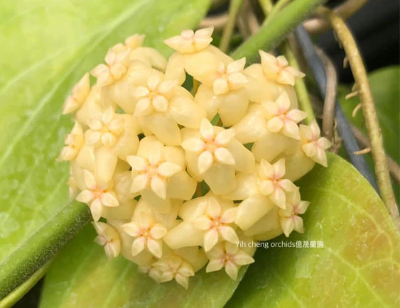 hoya cominsii