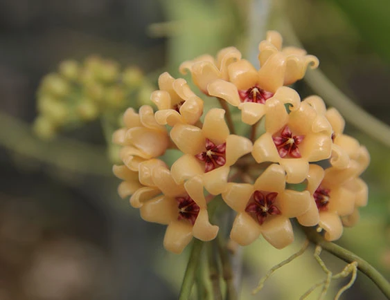 hoya cutis-porcelana YHC-42