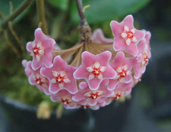 hoya carnosa pink (big flower) YHC-41