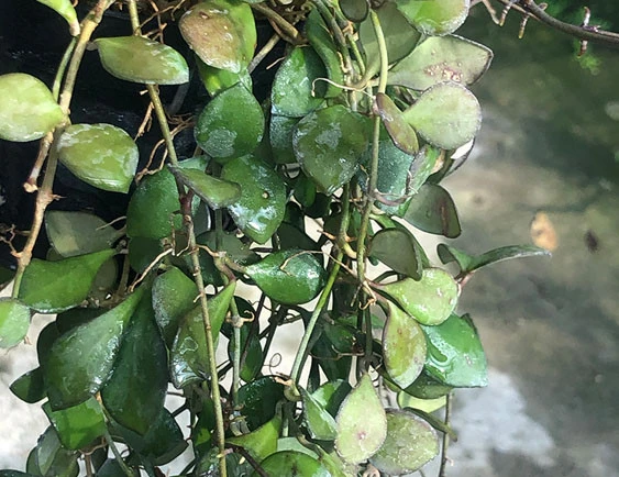 hoya carmelae YHC-38