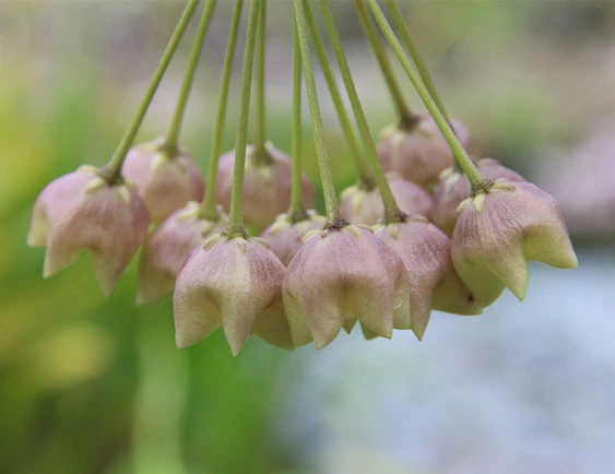 hoya cystiantha YHC-37