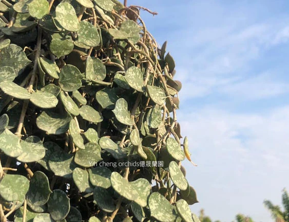 hoya curtisii YHC-36
