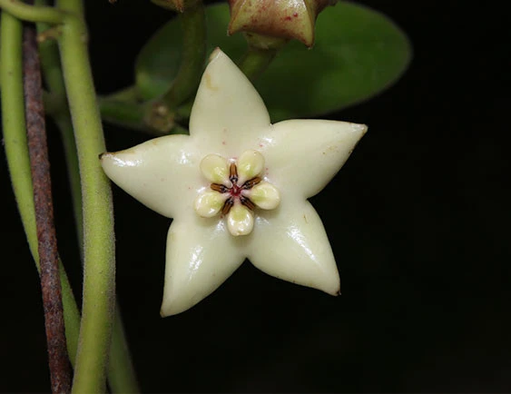 hoya coronaria white YHC-33