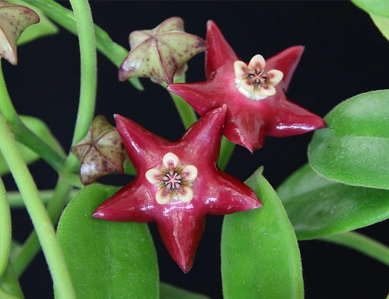 hoya coronaria red YHC-32