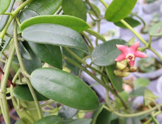 hoya coronaria pink YHC-31