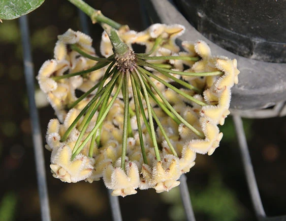 hoya coriacea YHC-30