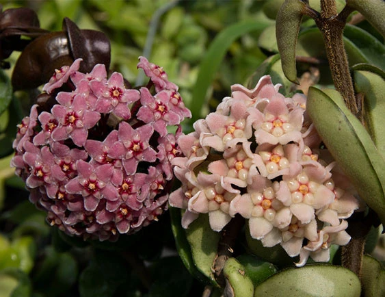 hoya compacta new YHC-29
