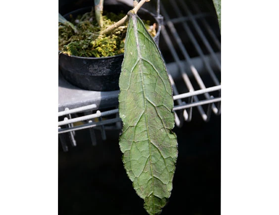 hoya clemensorium YHC-25