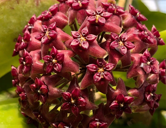 hoya cinnamomifolia var purpureo fusca YHC-24