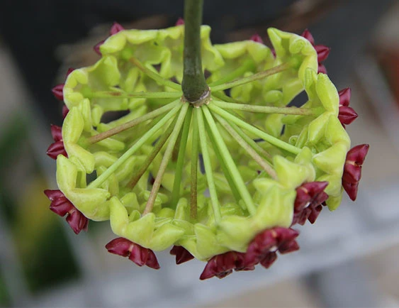 hoya cinnamomifolia YHC-23