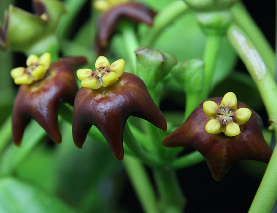 hoya ciliata YHC-22