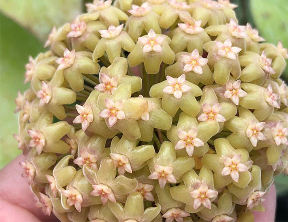 hoya chunii YHC-21