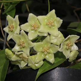 hoya chlorantha YHC-20