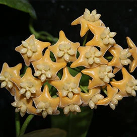 hoya chewiorum YHC-18