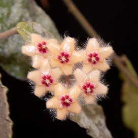 hoya caudata gold YHC-17