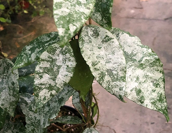 hoya caudata silver YHC-16