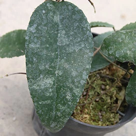 hoya caudata samatra YHC-15