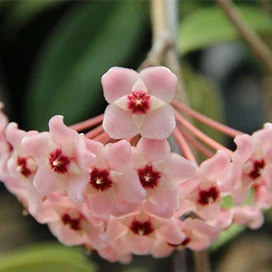hoya carnosa krinkle 8 YHC-10