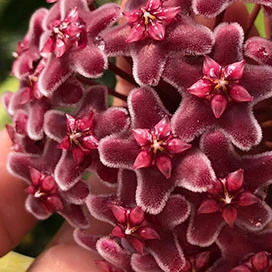 hoya carnosa red YHC-09