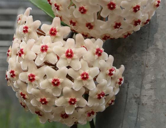 hoya carnosa YHC-08