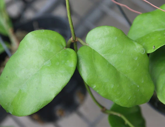 hoya cardiophylla YHC-07