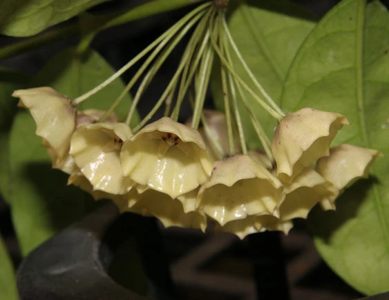 hoya campanulata YHC-06