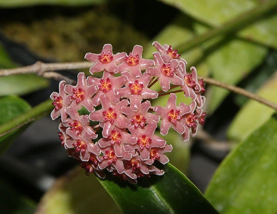 hoya camphorifolia YC-05