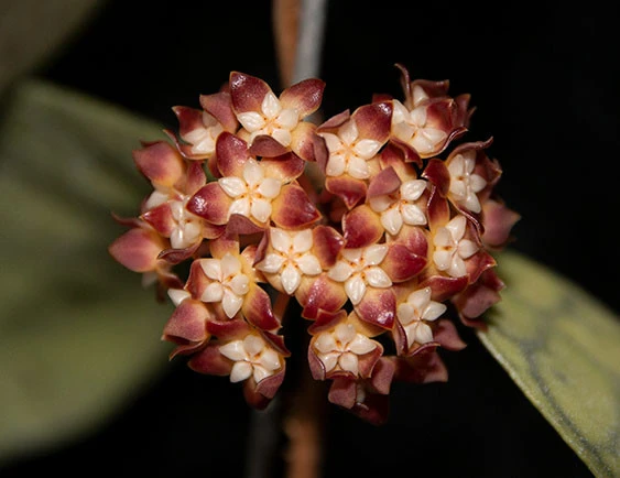 hoya callistophylla short leaf YHC-03