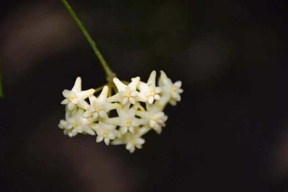 hoya cagayanensis YHC-01
