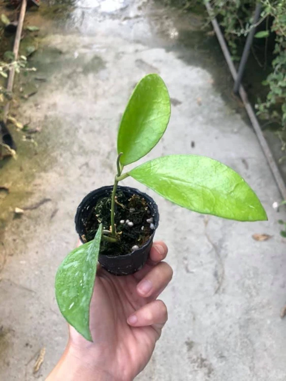 hoya benchaii YHB-014