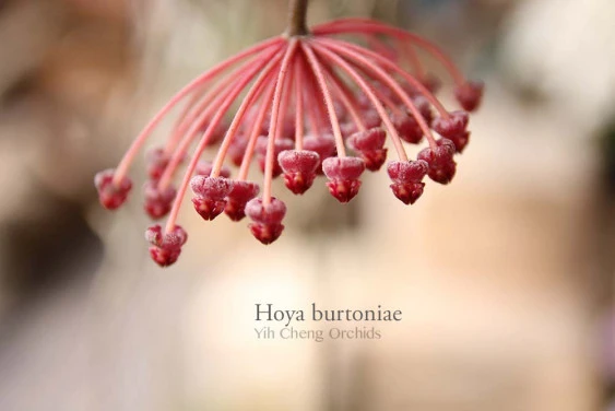 hoya burtoniae YHB-012