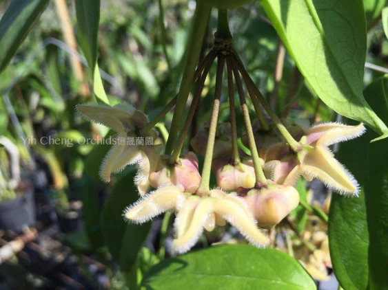 hoya buotii 'sunrise' YHB-011