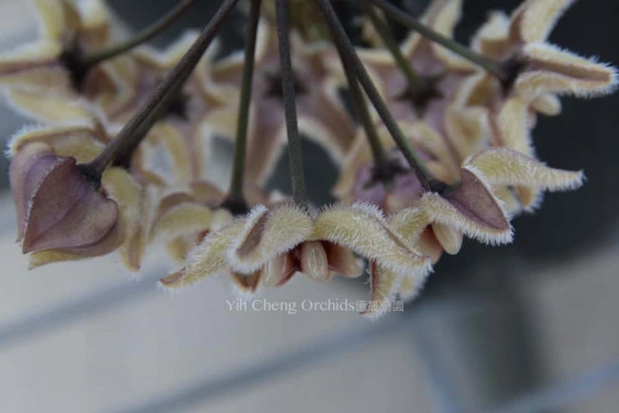 hoya buotii YHB-10