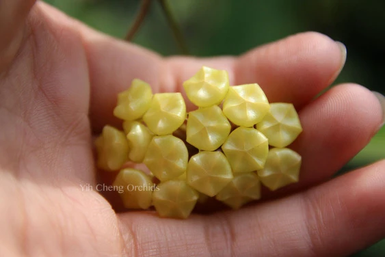 hoya blashernaezii YHB-09