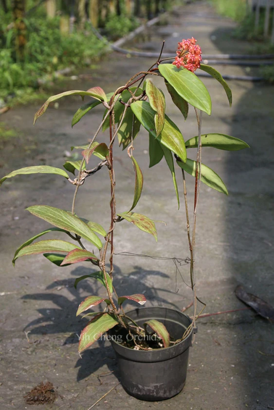 hoya benvergarai YHB-07