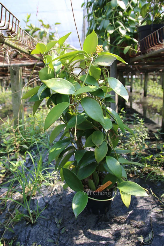 hoya benitotannii YHB-06