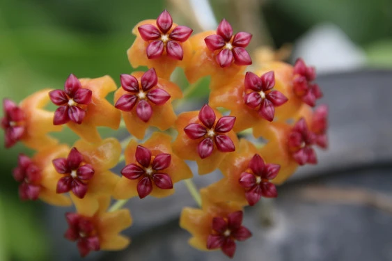 hoya benguetensis YHB-05