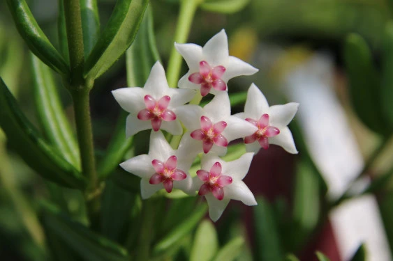hoya bella YHB-02