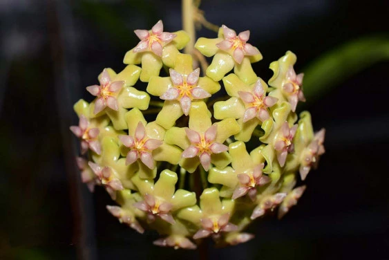 hoya balaensis YHB-01