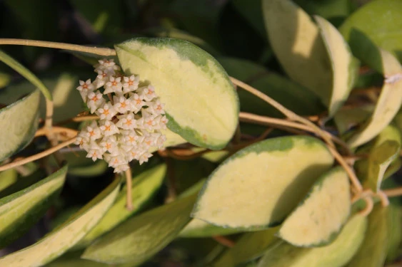 hoya acuta variegata(內藝) YHA-18
