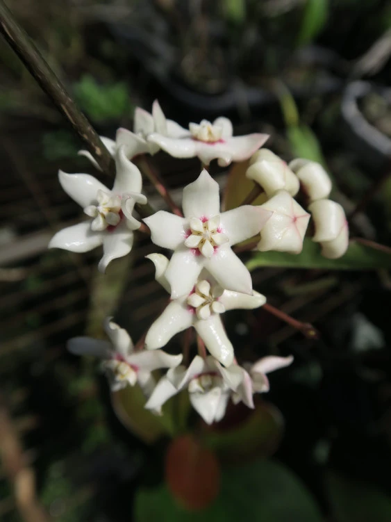 Hoya australis YHA-09