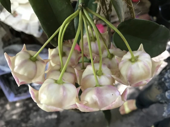 Hoya archboldiana white YHA-08