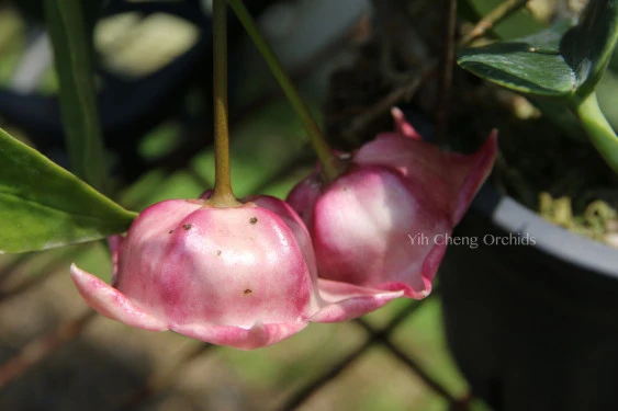 Hoya archboldiana pink YHA-07