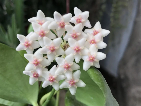 Hoya anulata YHA-06